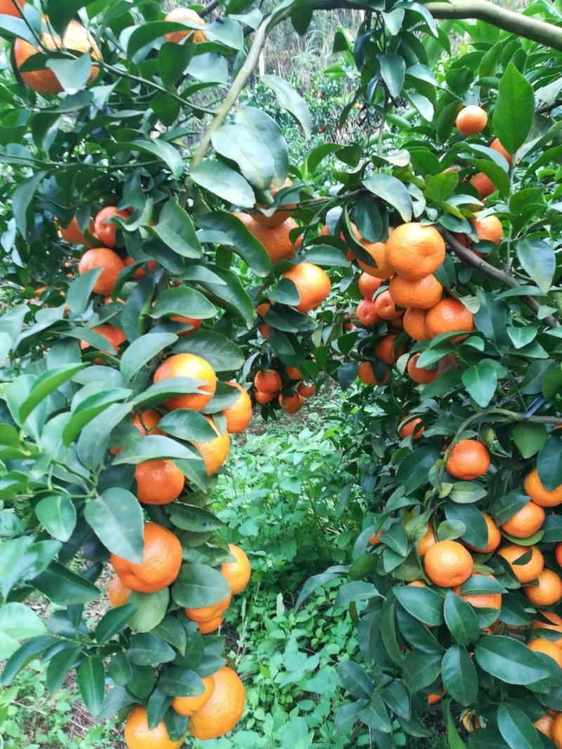 广西梧州藤县细皮起沙特甜金秋沙糖桔