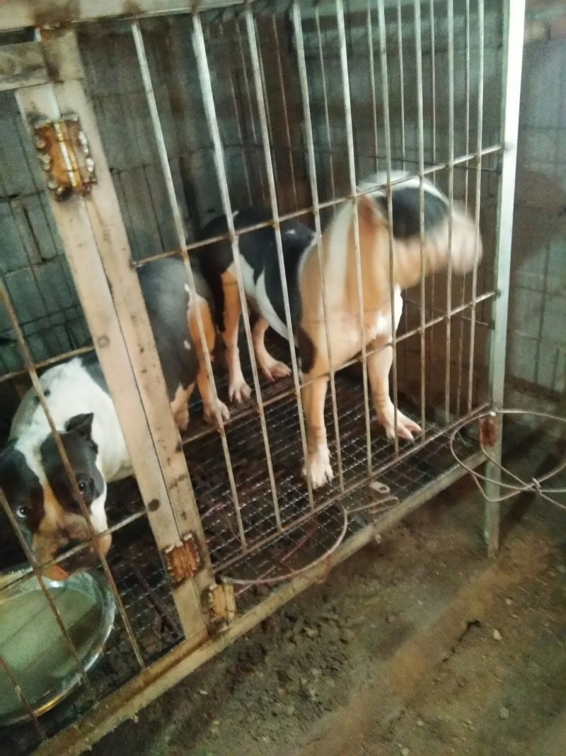 幼犬苗出售。金毛。拉布垃。卡斯罗。马犬。泰迪狗狗。泰迪熊