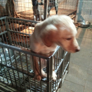 幼犬苗出售。金毛。拉布垃。卡斯罗。马犬。泰迪狗狗。泰迪熊