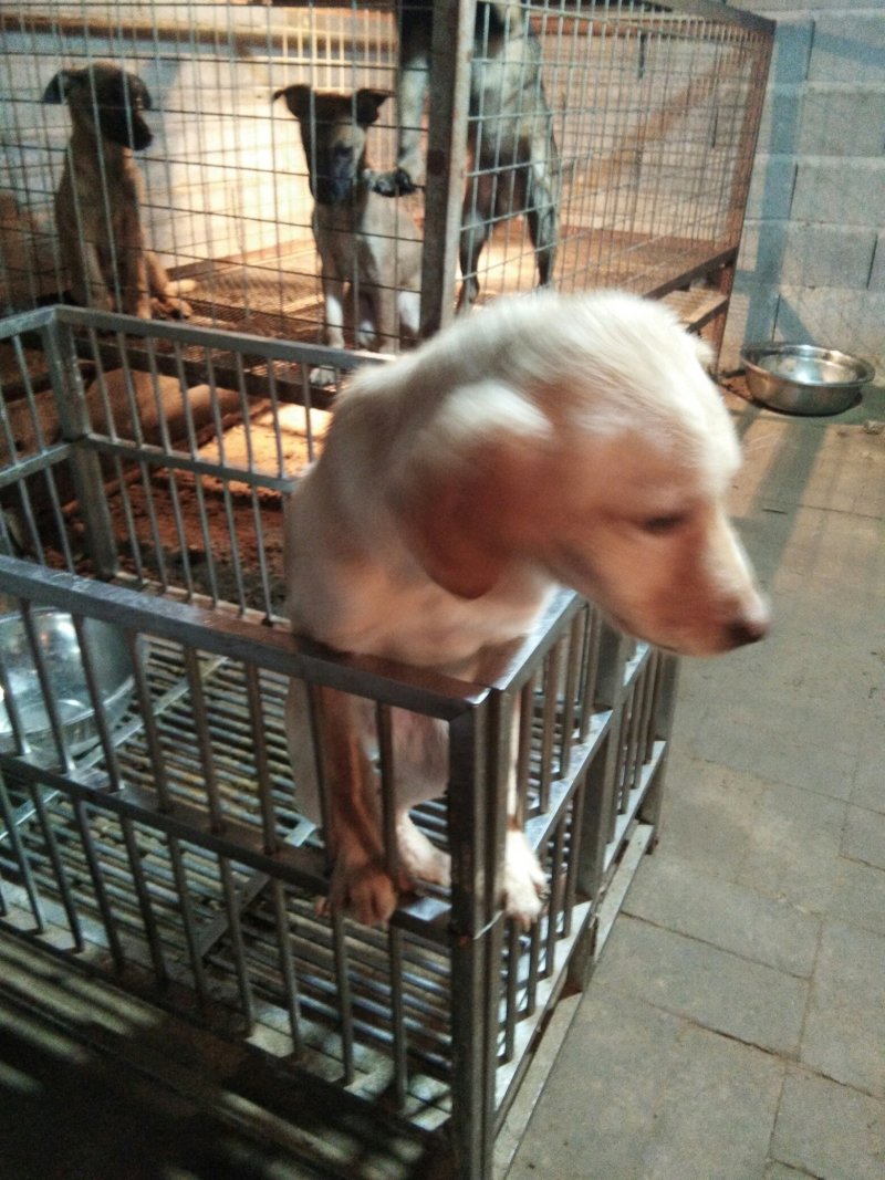 幼犬苗出售。金毛。拉布垃。卡斯罗。马犬。泰迪狗狗。泰迪熊
