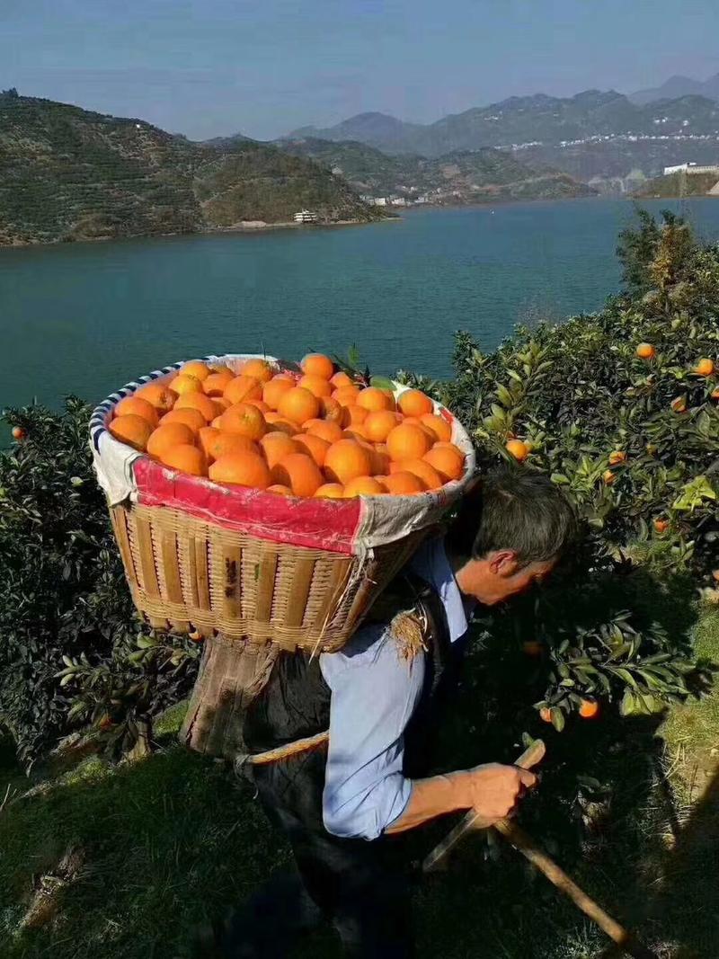 秭归脐橙，果园看货订货，欢迎实地考察现采现发，可对接全国
