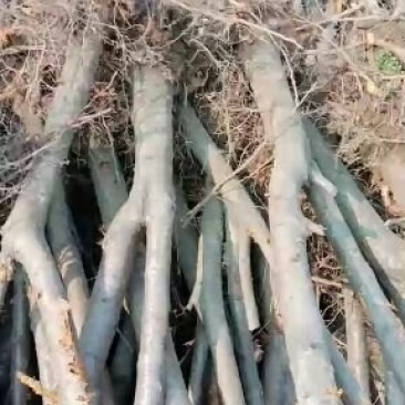 苹果树，核桃树，树苗，占地桃树，质量好。价低有要的朋友联