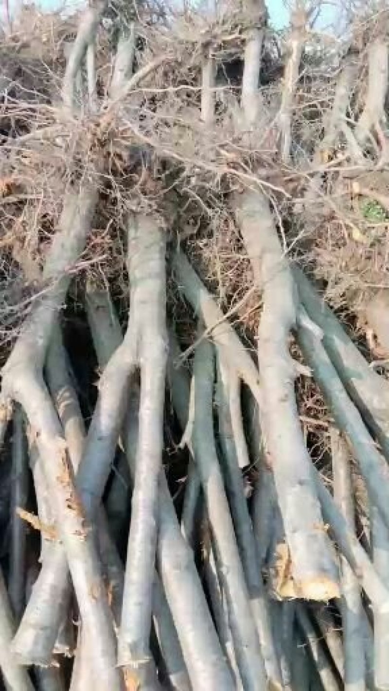 苹果树，核桃树，树苗，占地桃树，质量好。价低有要的朋友联