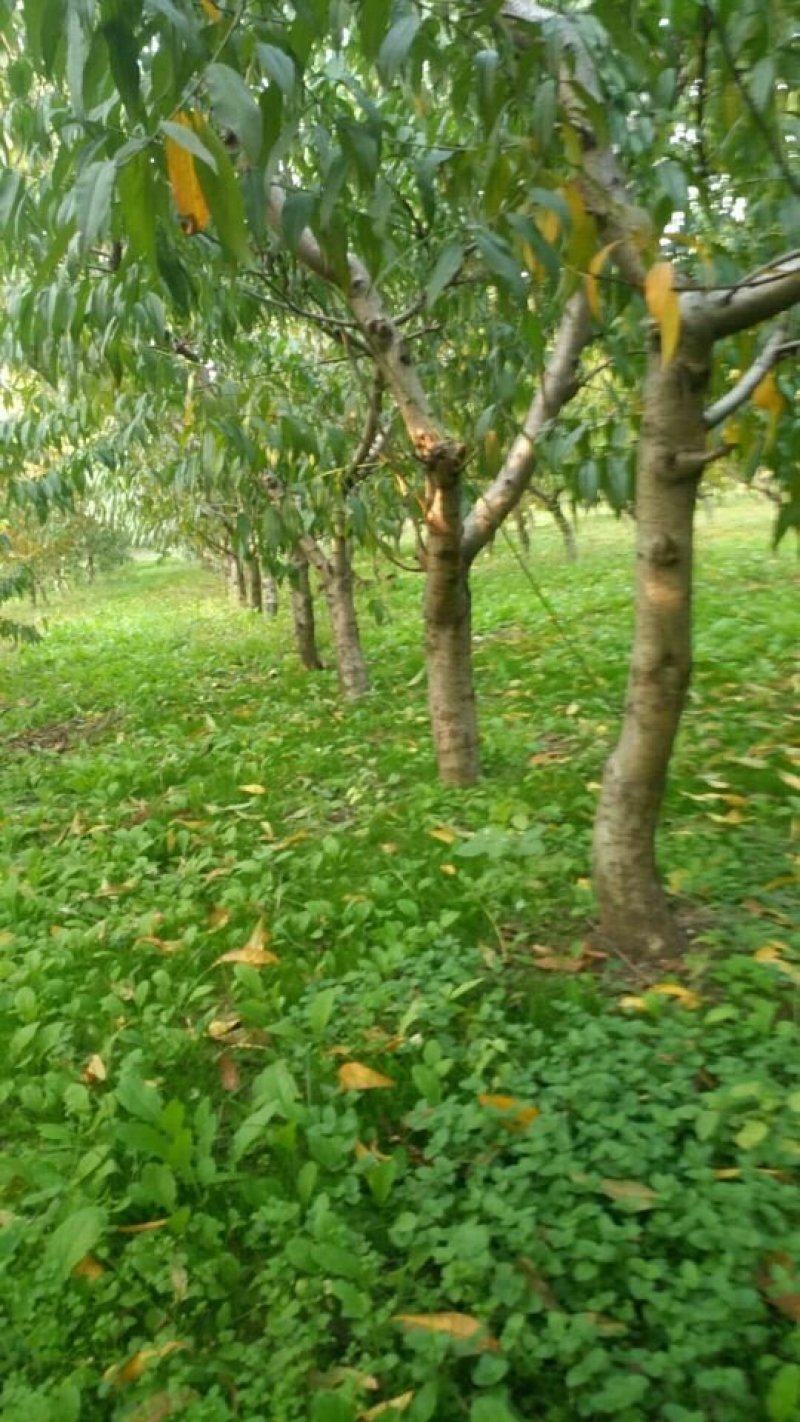 苹果树，核桃树，树苗，占地桃树，质量好。价低有要的朋友联