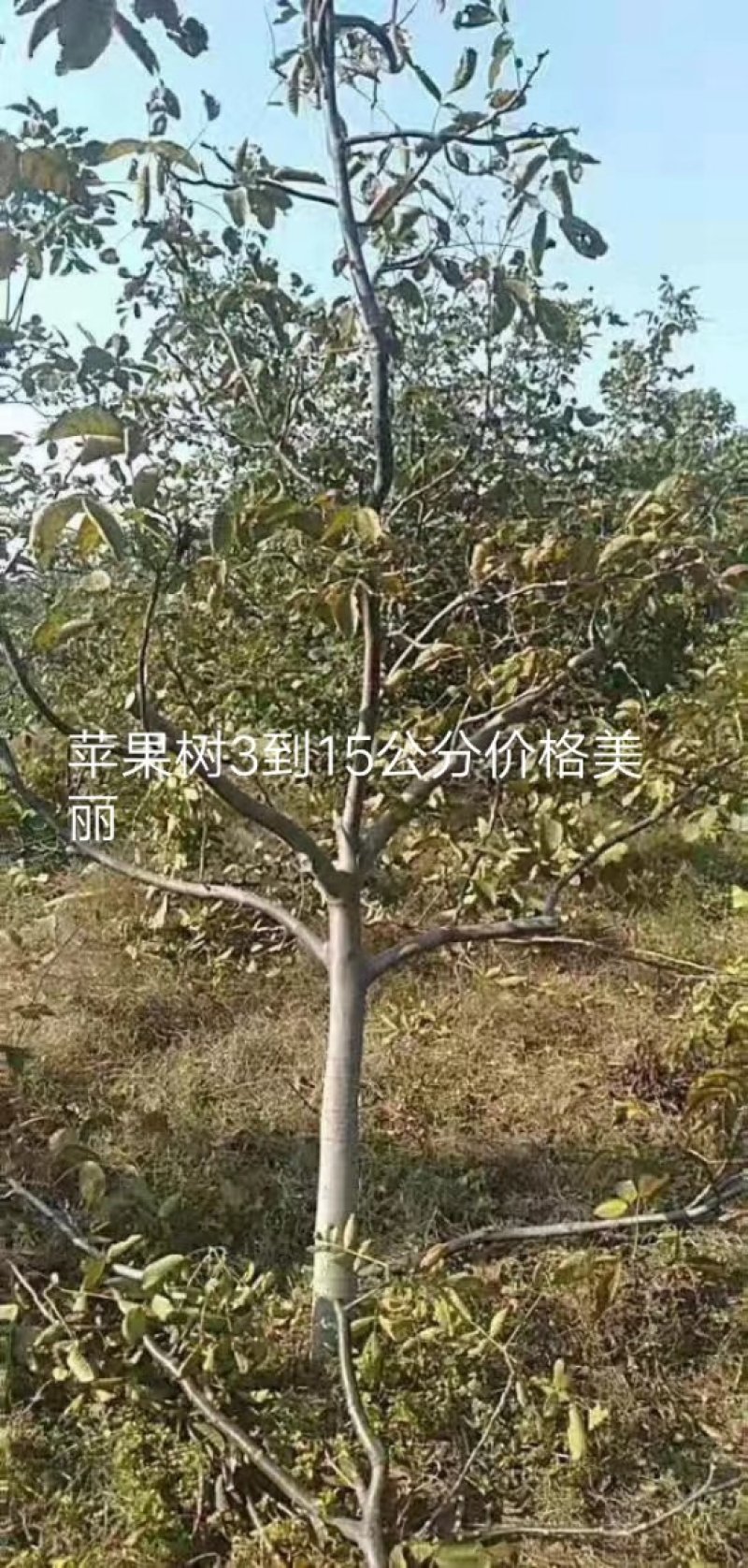 苹果树，核桃树，树苗，占地桃树，质量好。价低有要的朋友联