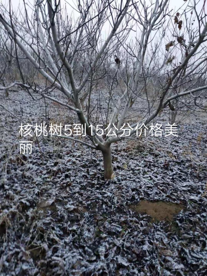 苹果树，核桃树，树苗，占地桃树，质量好。价低有要的朋友联