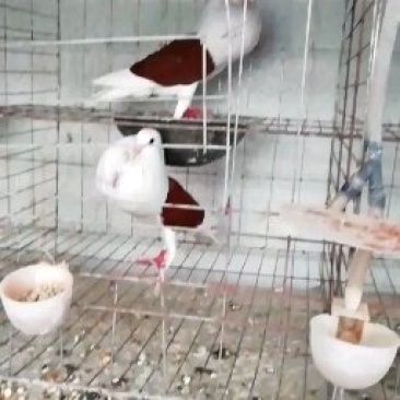胸球鸽种鸽胸中有球