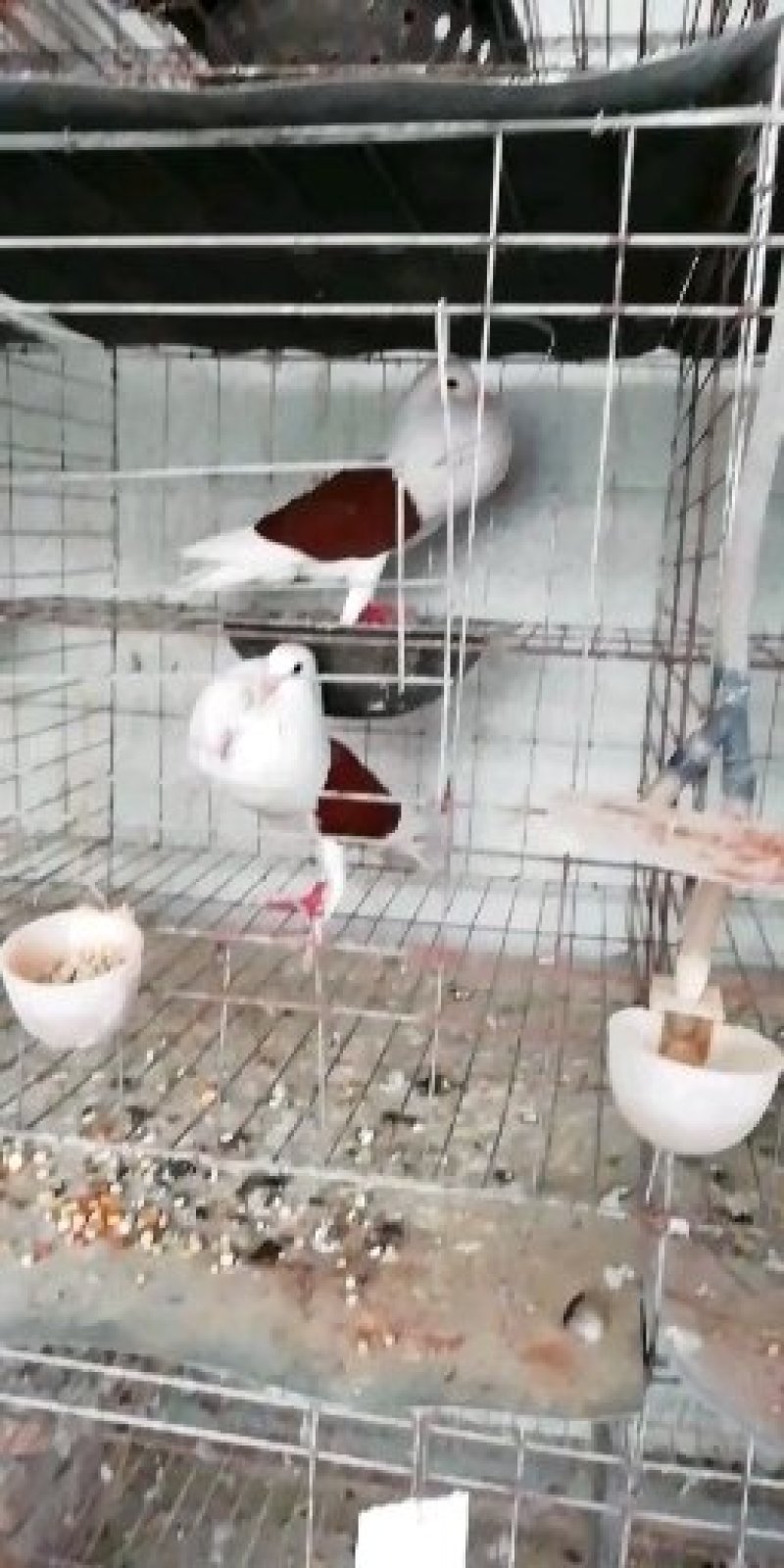 胸球鸽种鸽胸中有球