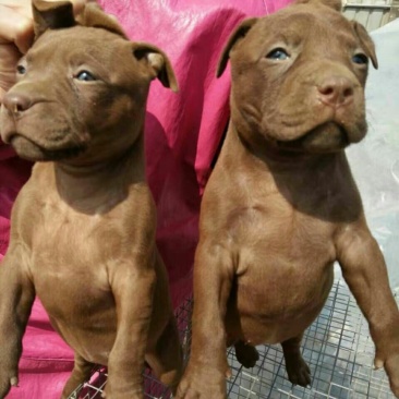 长年出售幼犬。喜欢的朋友下单哦。