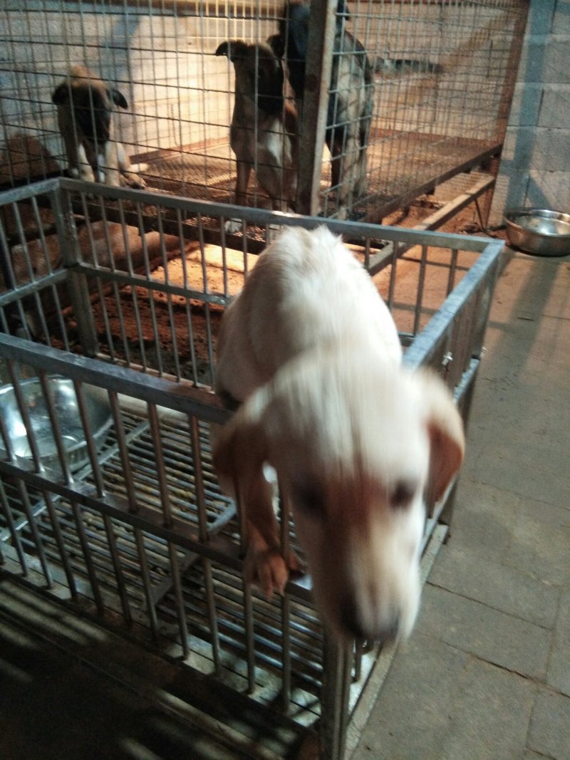 长年出售幼犬。喜欢的朋友下单哦。