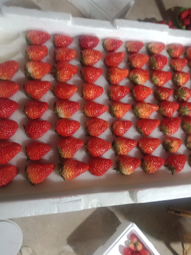 顺平久久草莓大量上市