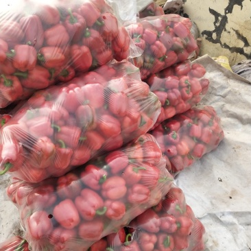 彩椒大量上市价格合理，质量好