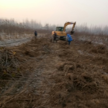 大量供应桃树占地苗