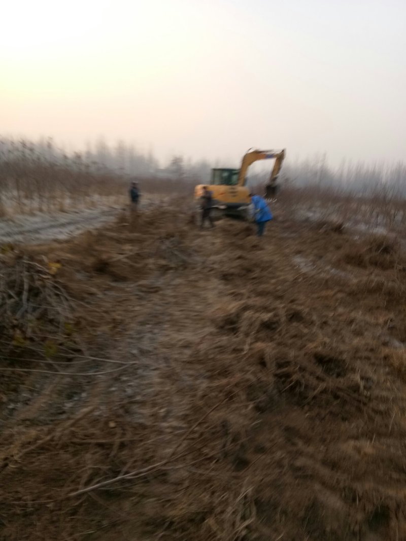 大量供应桃树占地苗