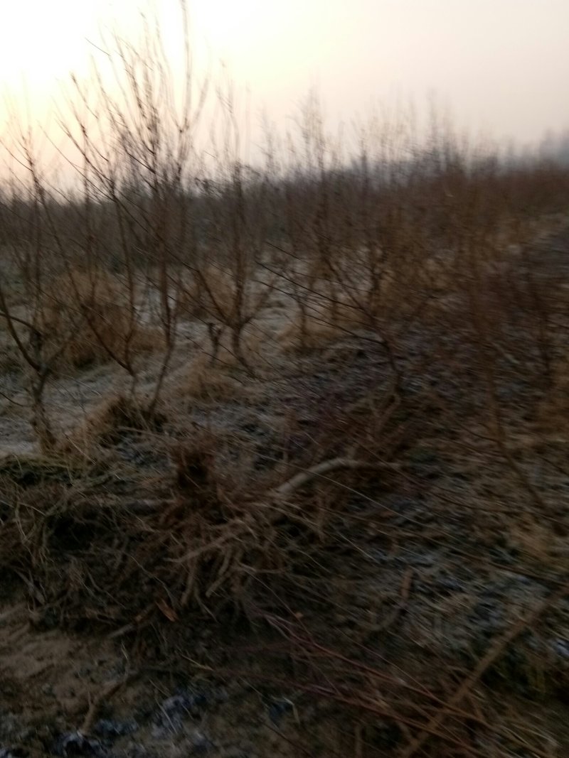 大量供应桃树占地苗
