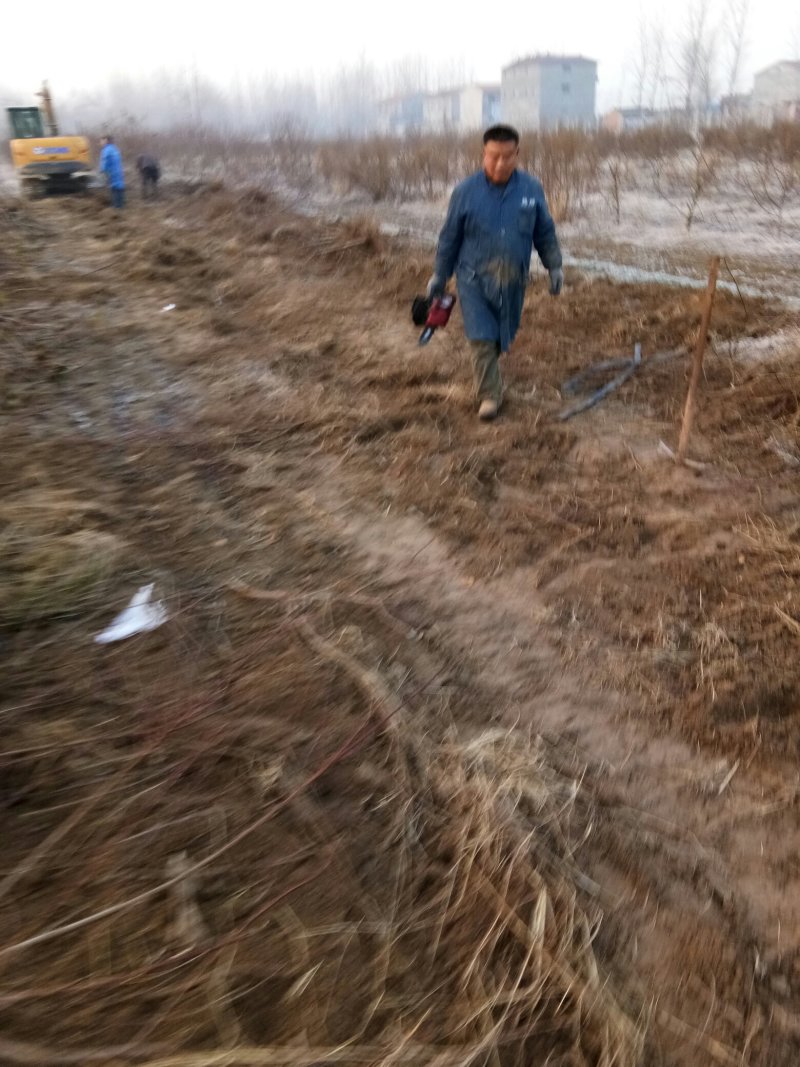 大量供应桃树占地苗