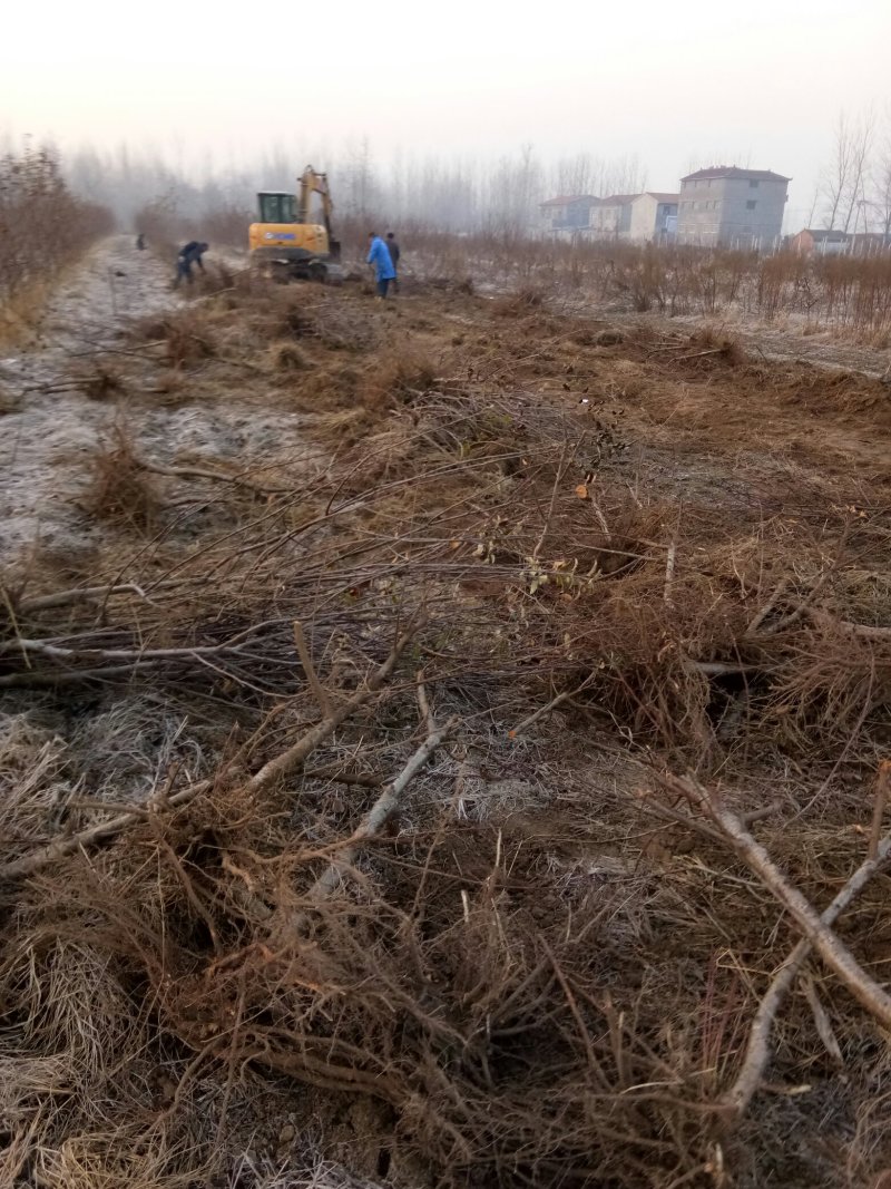 大量供应桃树占地苗