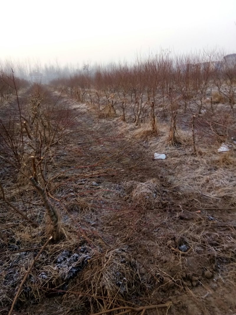 大量供应桃树占地苗