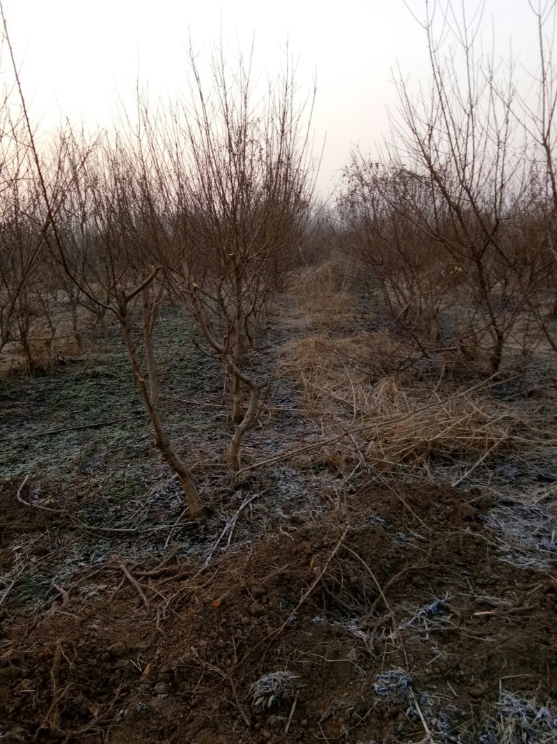 大量供应桃树占地苗
