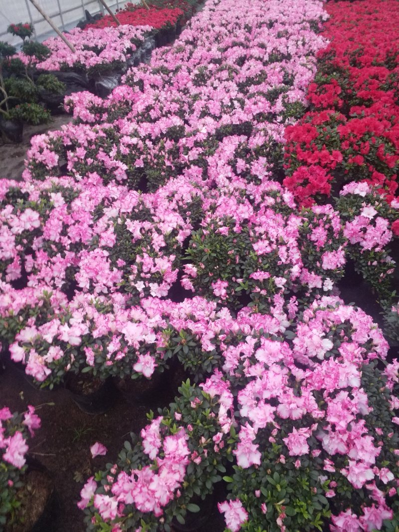 花卉盆景