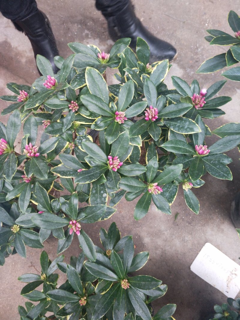 花卉盆景