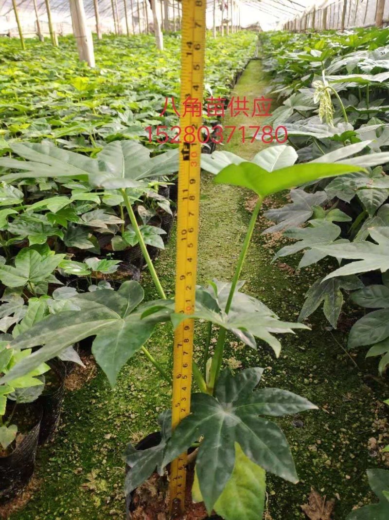 绿化苗木