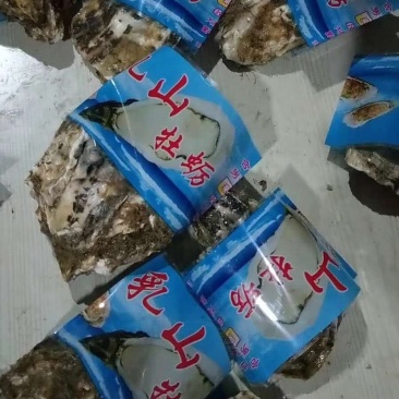 乳山生蚝鲜活带壳生蚝肉新鲜牡蛎即食海鲜水产海蛎子