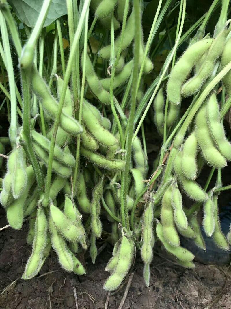 黄豆种子三粒荚黄豆种子毛豆种子翠绿宝种子早熟毛豆种子