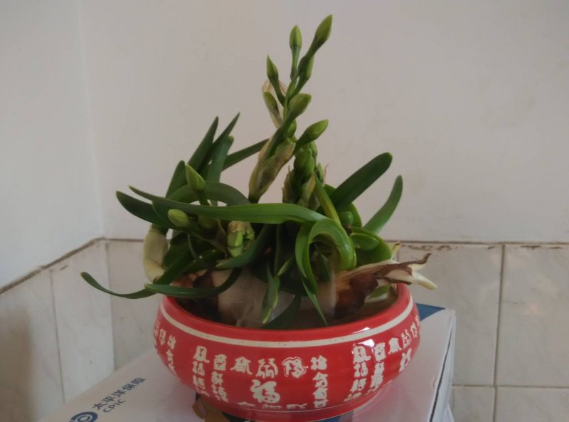 雕刻好水仙花