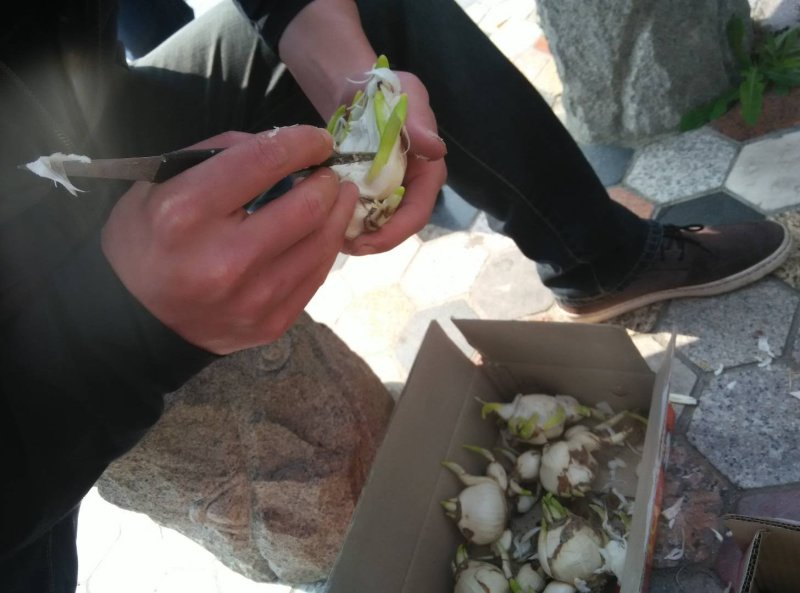 雕刻好水仙花