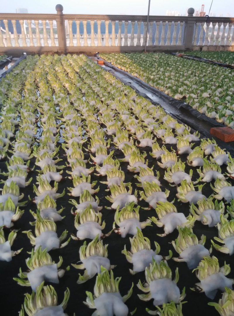 雕刻好水仙花
