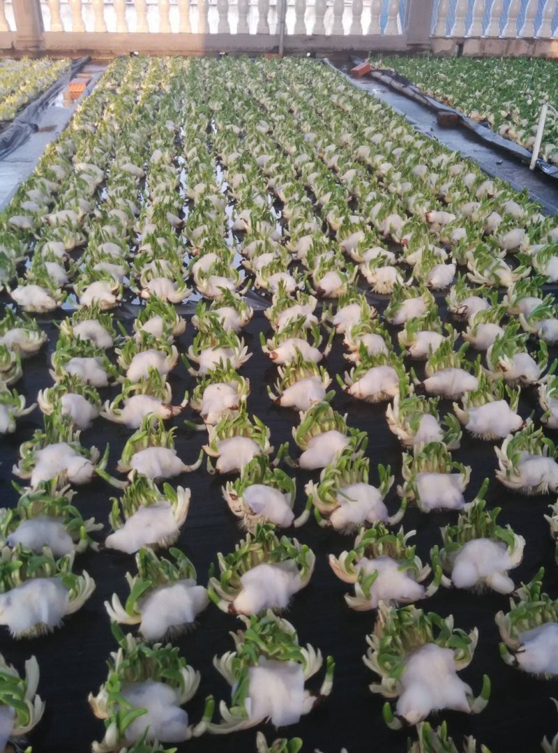 雕刻好水仙花