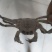蟹苗