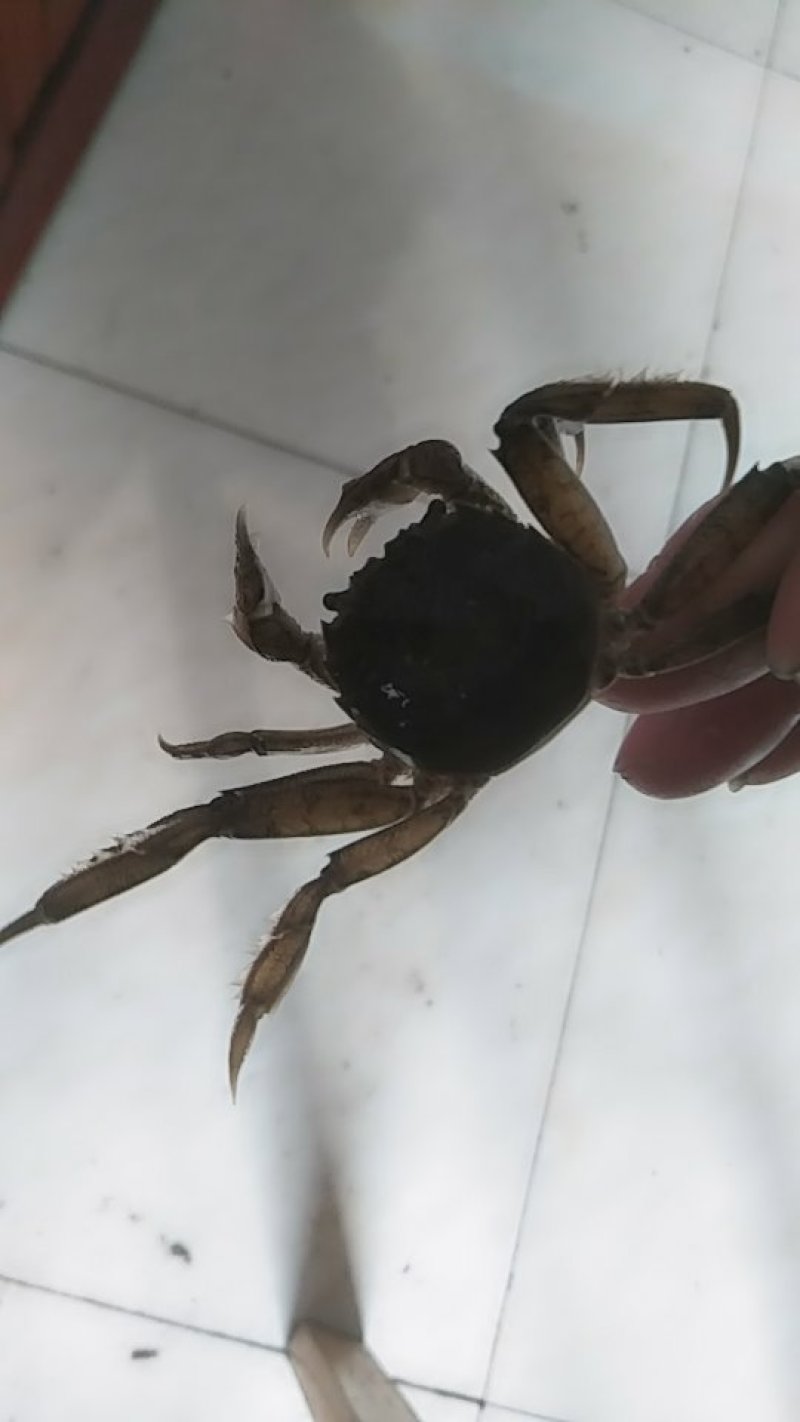 蟹苗