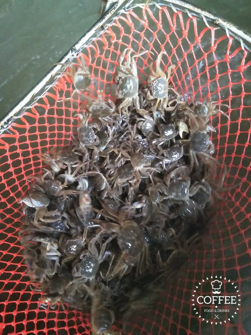 蟹苗