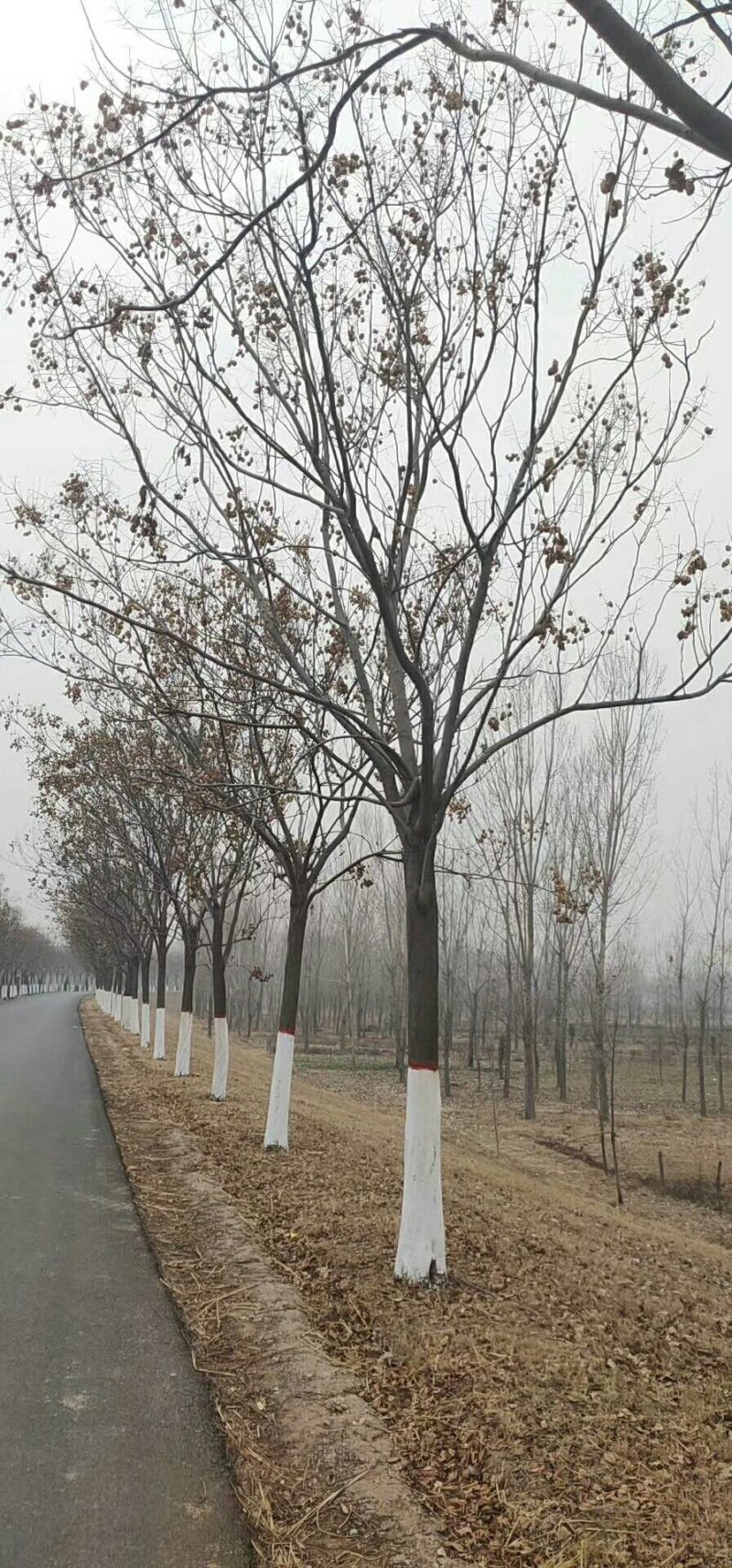 南栾8公分10公分15公分南栾至30公分南栾价格