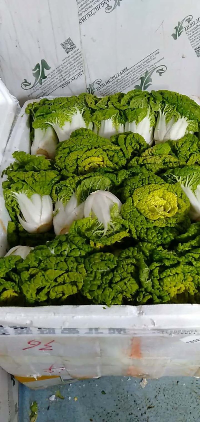 黄心菜精品矮帮小颗，黄心乌菜大量上市，基地直供，