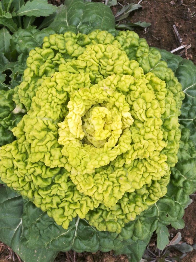 黄心菜精品矮帮小颗，黄心乌菜大量上市，基地直供，