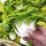 黄心菜精品矮帮小颗，黄心乌菜大量上市，基地直供，