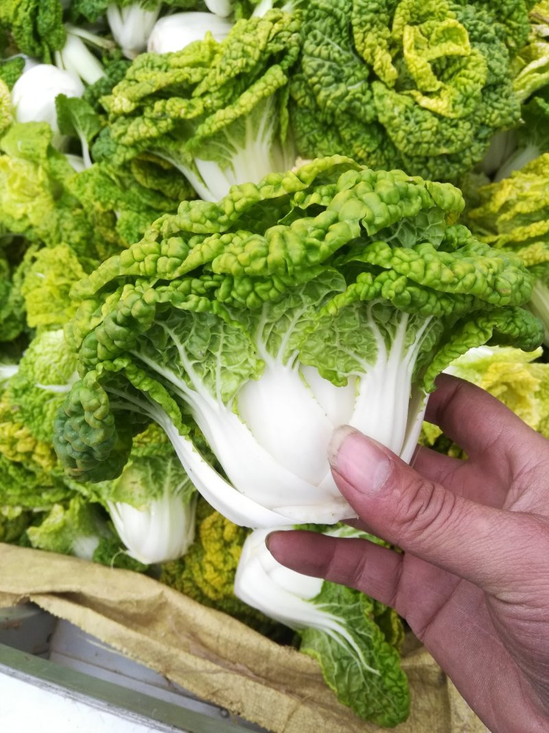 黄心菜精品矮帮小颗，黄心乌菜大量上市，基地直供，