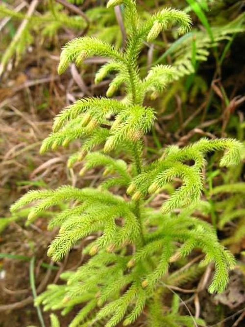 伸筋草