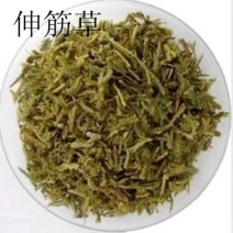 伸筋草