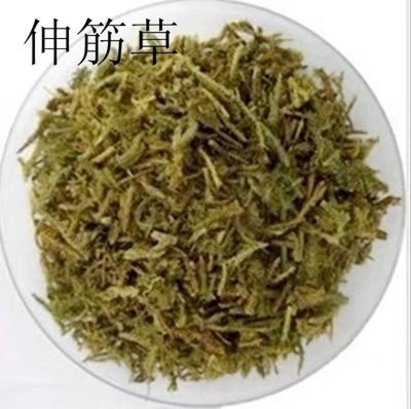 伸筋草