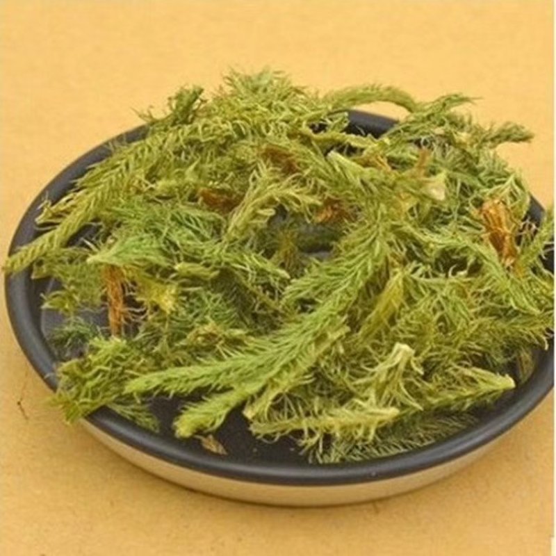 伸筋草