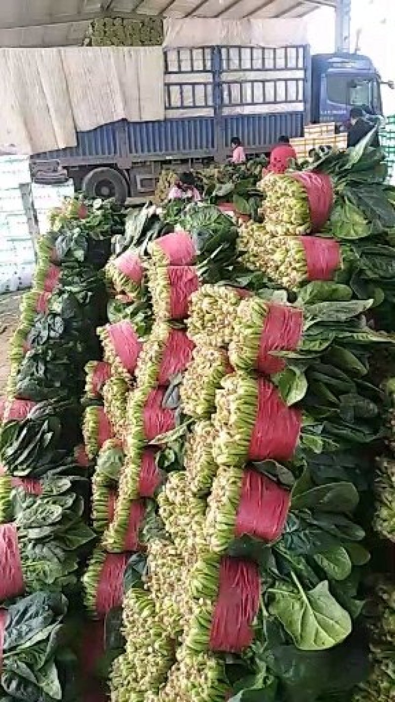 山东菠菜优质大叶菠菜，量大叶青无土价格便宜量大从优