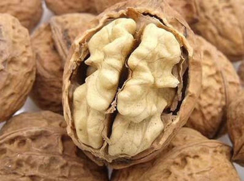 分心木胡桃衣