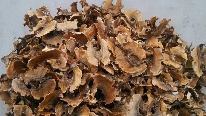 分心木胡桃衣