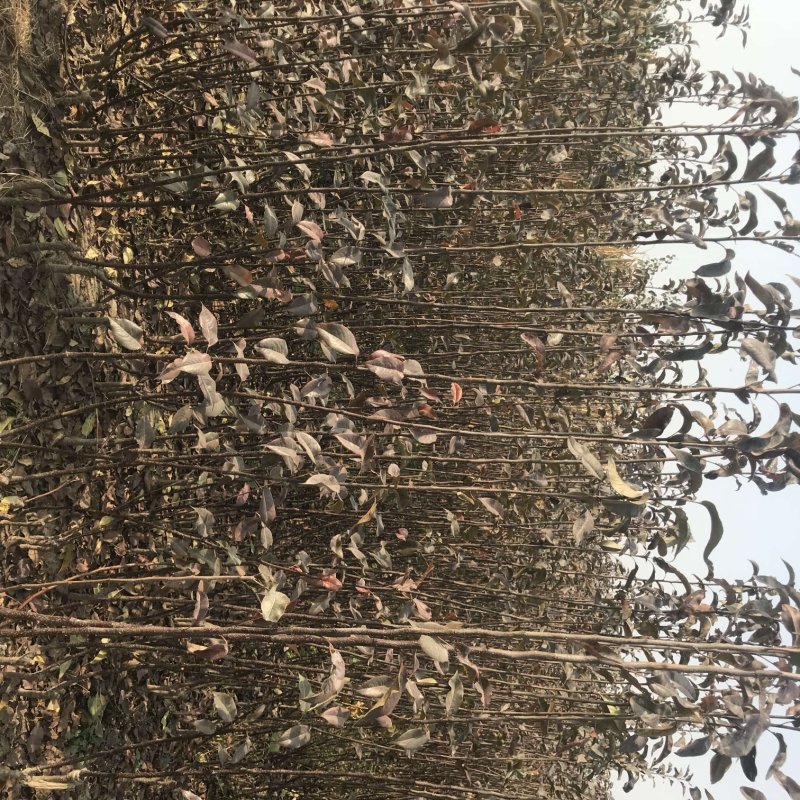 秋月梨苗