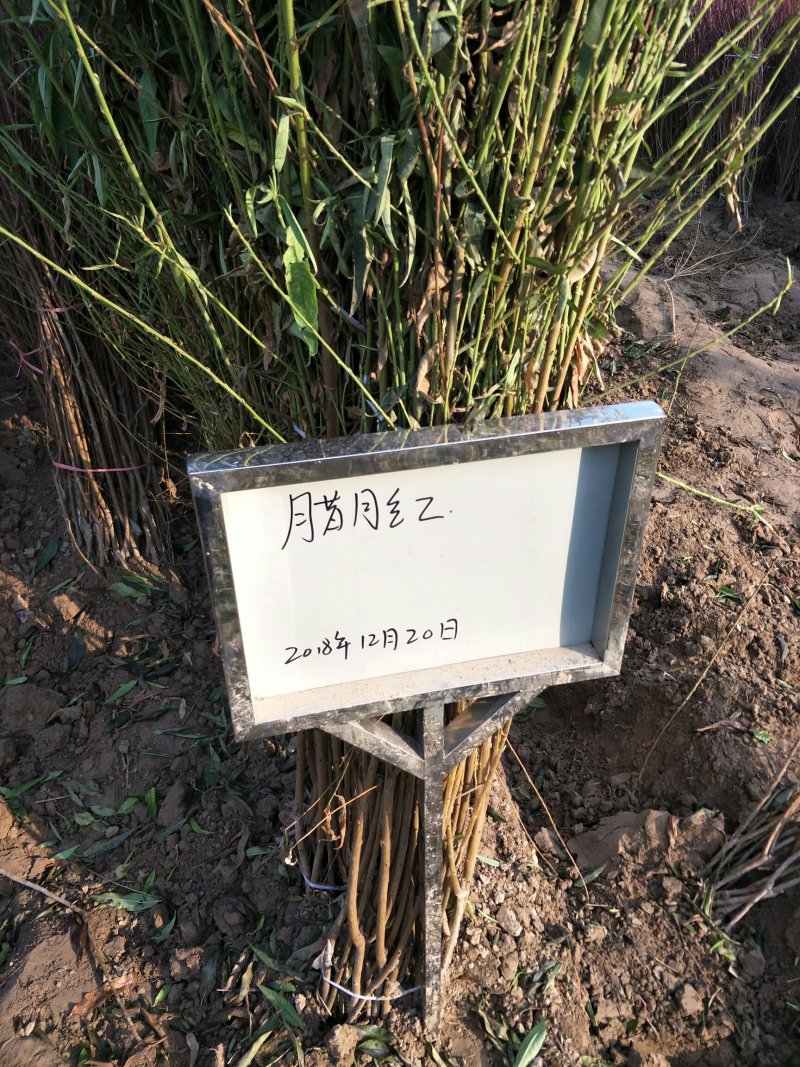 安徽精品桃苗，黄金蜜0号，早熟黄桃晚熟桃苗现挖現卖。