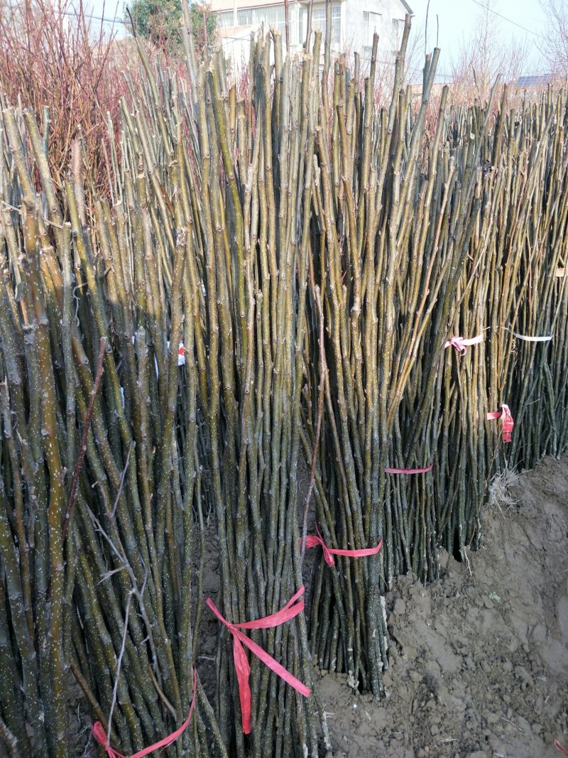 安徽精品桃苗，黄金蜜0号，早熟黄桃晚熟桃苗现挖現卖。